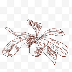 线描菠萝图片_线描菠萝手绘插画
