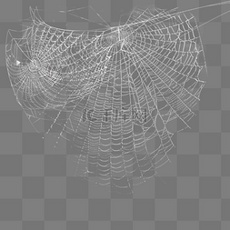 网蜘蛛网图片_白色蜘蛛网蛛线丝效果设计