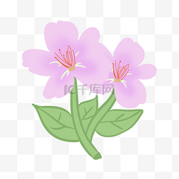 紫色花朵迎风开放