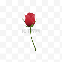 玫瑰花朵图片_清新手绘红色玫瑰花朵设计