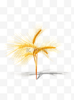 色麦子图片_手绘写实黄金麦穗
