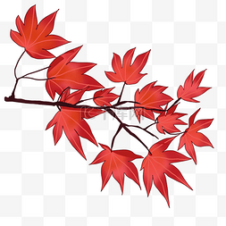 秋季红枫树图片_秋季小物卡通手绘插画
