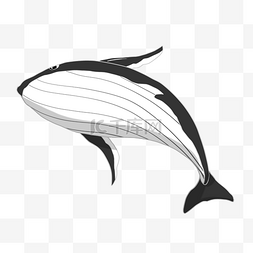 海洋手绘线条图片_黑色跳跃的鲸鱼插画