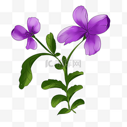 小紫色花瓣图片_紫色花植物
