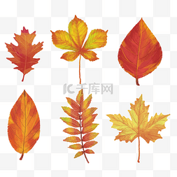 秋季通用手绘插画树叶秋叶