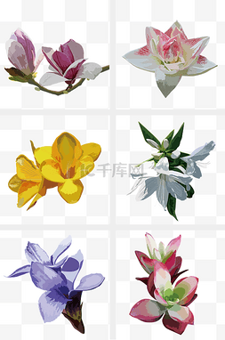 手绘彩色花卉图片_手绘观赏花卉插图