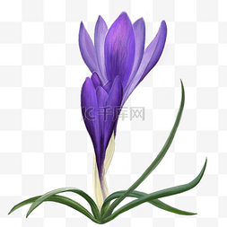 手绘唯美紫色兰花
