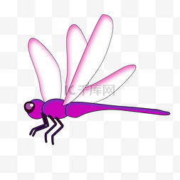 暑假pop图片_紫色蜻蜓png素材