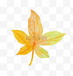 黄色树叶一片图片_一片枫叶手绘插画