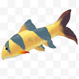 黄色可爱观赏鱼类元素