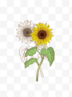 向日葵花朵图片_清新插画手绘植物阳光向日葵