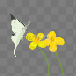 满屏发光蝴蝶图片_黄色植物花朵蝴蝶元素