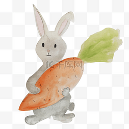 手绘白色兔子插画