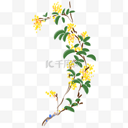 黄色的兰花手绘插画