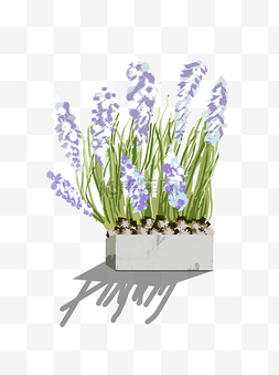 手绘水彩紫色风信子盆栽可商用元