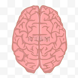 人体解剖粉色脑子