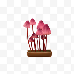 粉色蘑菇植物