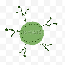 绿色触角细菌
