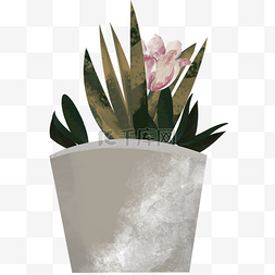 粉色植物盆栽图片_植物盆栽手绘插画