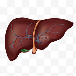 肝的图片_人体器官肝装饰插画