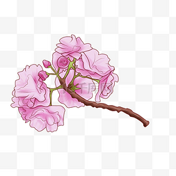 治愈花朵图片_日本的粉色樱花