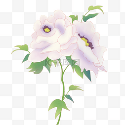 唯美植物牡丹花卉插画