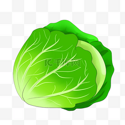 新鲜蔬菜插画图片_蔬菜卷心菜卡通插画