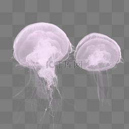 浮游甲壳图片_紫色海底水母乌贼元素