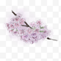 唯美淡紫粉色樱花清晰春天PNG