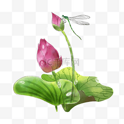 森女植物小清新图片_荷花花苞含苞待放蜻蜓池塘PNG
