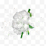 白色荼蘼花手绘花卉