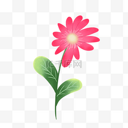 一朵粉色小花图片_一朵小花