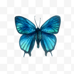 蓝色蝴蝶湖蓝翅膀昆虫PNG