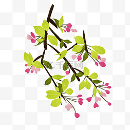 含苞待放的樱花插图