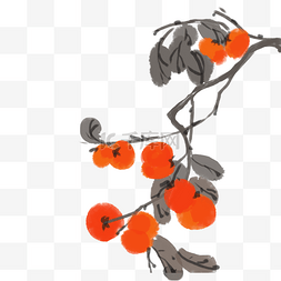 手绘冬季挂枝头的红柿子插画