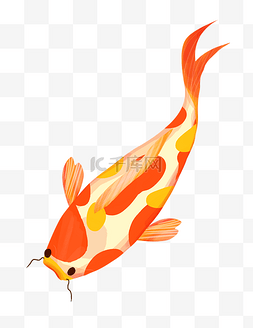 手绘游动的鱼图片_可爱红黄色的锦鲤插画