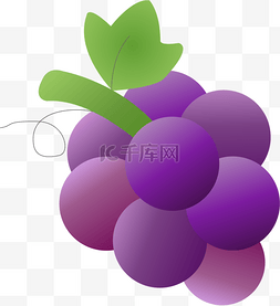 紫色葡萄 