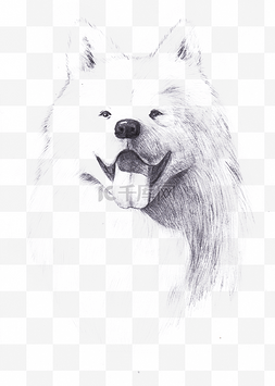 萨摩耶背影图片_手绘素描狗狗萨摩耶PNG素材