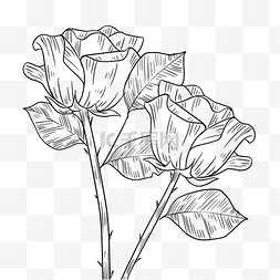 卡通植物线描图片_线描玫瑰手绘插画