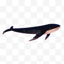 飞翔的鲸鱼卡通png素材
