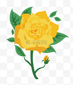 黄色玫瑰花图片_黄色玫瑰花
