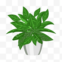 创意绿色植物图片_精美的绿色植物盆栽