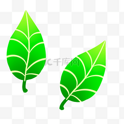 绿色植物树叶