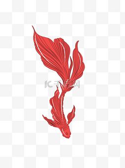 中国红金鱼