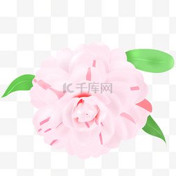 粉色山茶花花朵