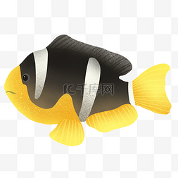 黄黑色小鱼