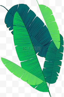 热带植物芭蕉叶底纹