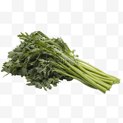 一把绿色茼蒿蔬菜实拍