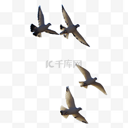 飞翔的和平鸽图片_飞翔的和平鸽