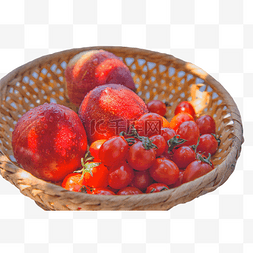 油桃和小番茄